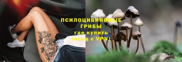 шишки Абаза